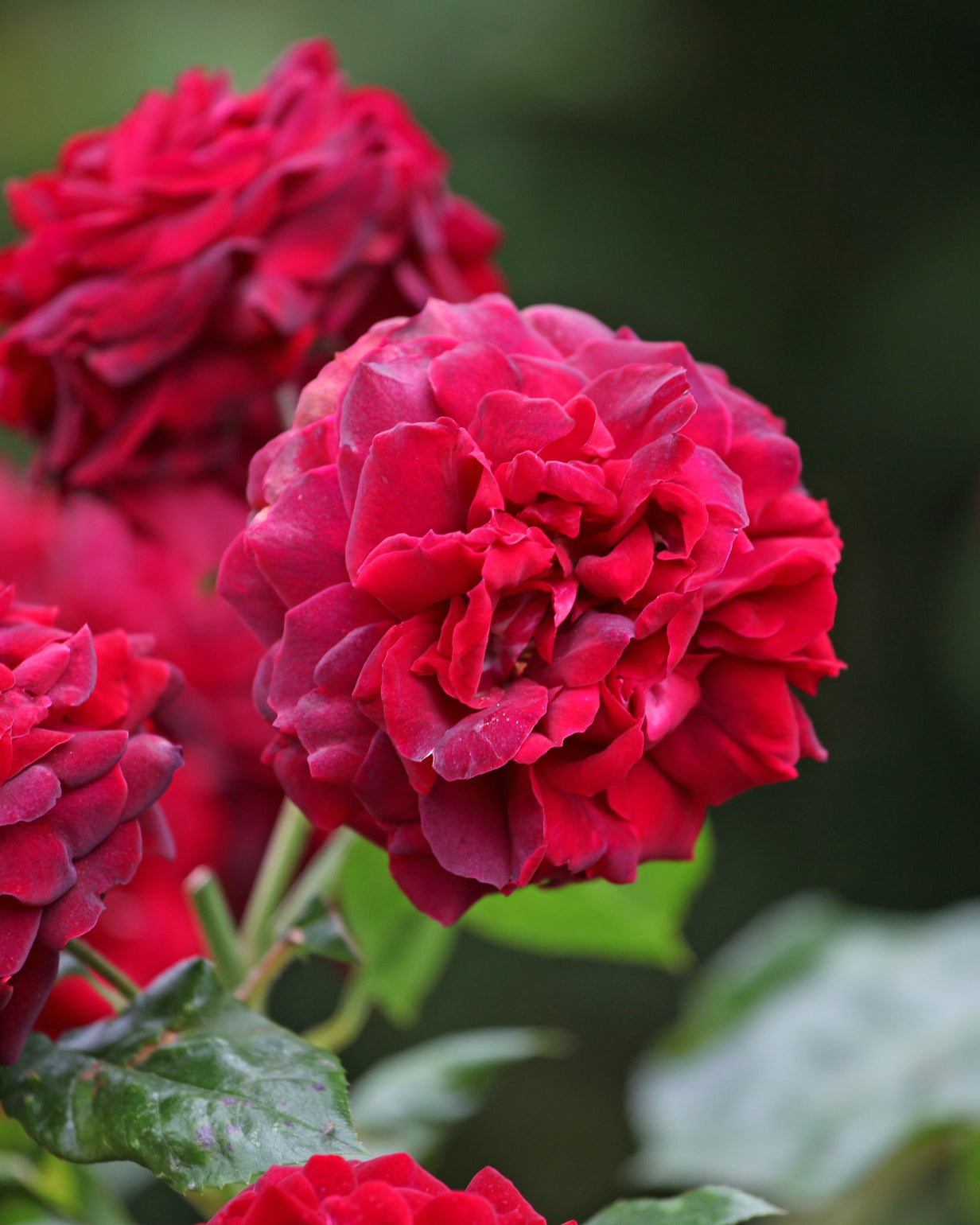 products/Rosa-19.jpg